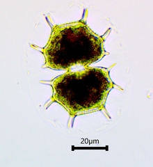 Xanthidium cristatum