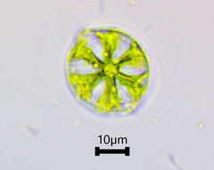Desmidium