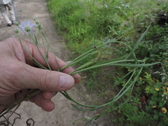 Symphyotrichum spathulatum