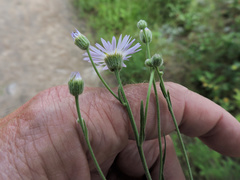 Symphyotrichum spathulatum