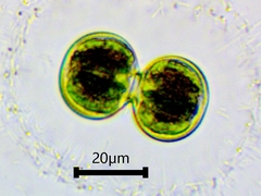 Cosmarium contractum