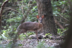 Nesotragus moschatus