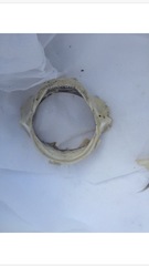 Squaliformes
