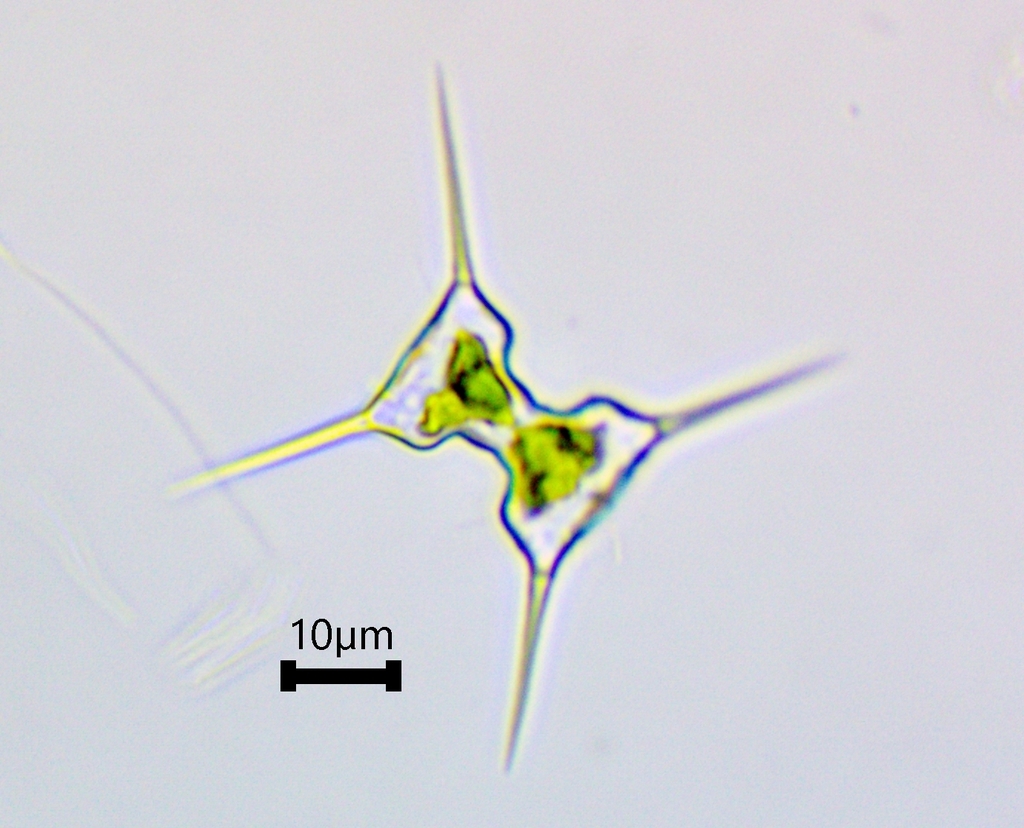 Staurodesmus extensus