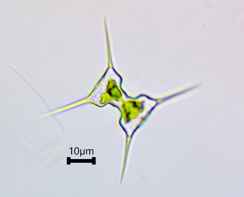 Staurodesmus extensus