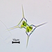 Staurodesmus extensus - Photo (c) camchoquette8,  זכויות יוצרים חלקיות (CC BY-NC)