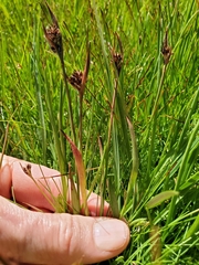 Luzula orestera