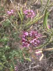 Polanisia dodecandra riograndensis