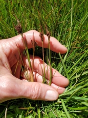 Luzula orestera