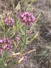 Polanisia dodecandra riograndensis