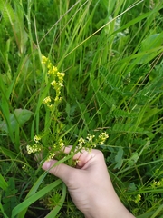 Galium × pomeranicum