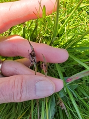 Luzula orestera