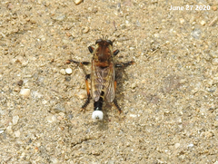 Promachus yesonicus