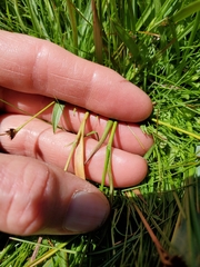 Luzula orestera