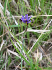 Sisyrinchium idahoense