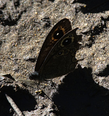 Lasiommata petropolitana