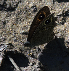 Lasiommata petropolitana