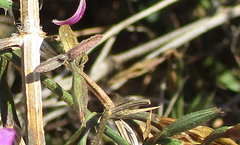 Dicliptera decorticans image