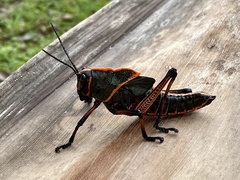 Taeniopoda varipennis