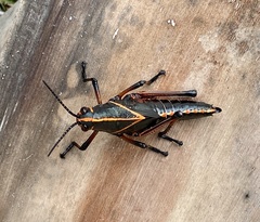 Taeniopoda varipennis