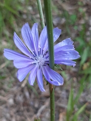 Cichorium intybus