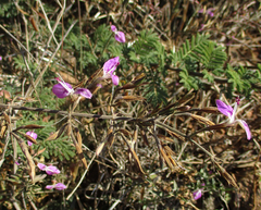 Dicliptera decorticans image