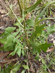 Cichorium intybus