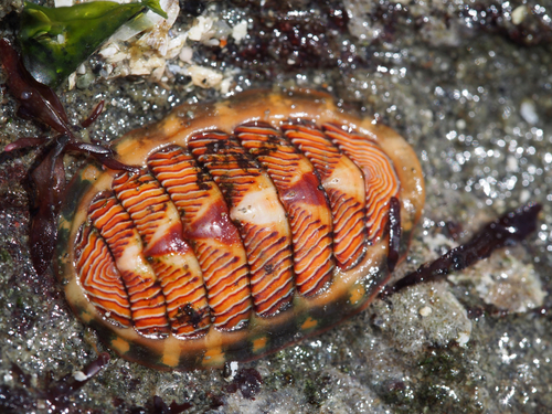Lined Chiton