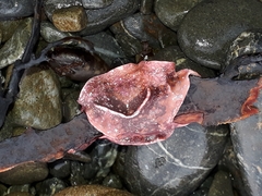 Lithophyllum carpophylli