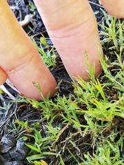 Muhlenbergia filiformis