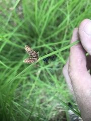 Acanthocephala thomasi