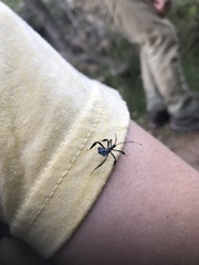 Acanthocephala thomasi