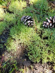 Muhlenbergia filiformis