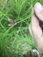 Acanthocephala thomasi