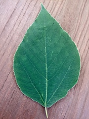 Broussonetia papyrifera