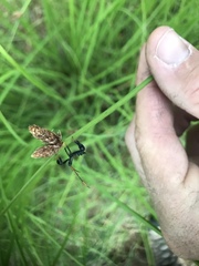Acanthocephala thomasi