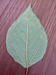 Broussonetia papyrifera