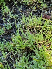 Muhlenbergia filiformis