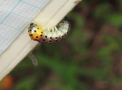 Dysaethria flavistriga