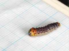 Dysaethria flavistriga