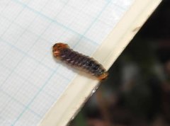 Dysaethria flavistriga