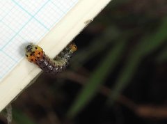 Dysaethria flavistriga