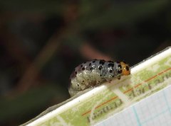 Dysaethria flavistriga