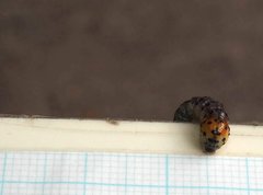 Dysaethria flavistriga