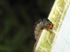 Dysaethria flavistriga