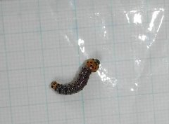 Dysaethria flavistriga