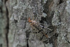 Panorpa submaculosa