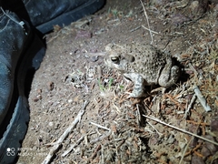 Anaxyrus compactilis