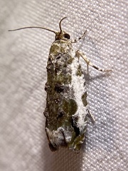 Proteoteras naracana