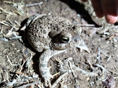 Anaxyrus compactilis